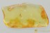 SUPERB Wasp DIAPRIIDAE Fossil Inclusion Genuine BALTIC AMBER 3272
