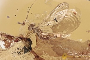 "FLYING" MAYFLY Ephemeroptera Fossil Inclusion BALTIC AMBER 2.3g 3283