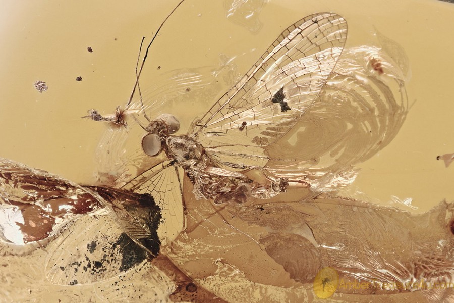 "FLYING" MAYFLY Ephemeroptera Fossil Inclusion BALTIC AMBER 2.3g 3283