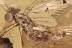 "FLYING" MAYFLY Ephemeroptera Fossil Inclusion BALTIC AMBER 2.3g 3283