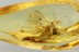 "FLYING" MAYFLY Ephemeroptera Fossil Inclusion BALTIC AMBER 2.3g 3283