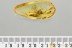 "FLYING" MAYFLY Ephemeroptera Fossil Inclusion BALTIC AMBER 2.3g 3283