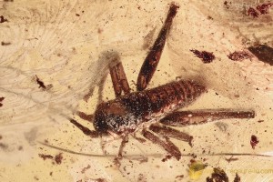 ORTHOPTERA Cricket GRYLLIDAE Fossil Inclusion BALTIC AMBER 8.1g 3280