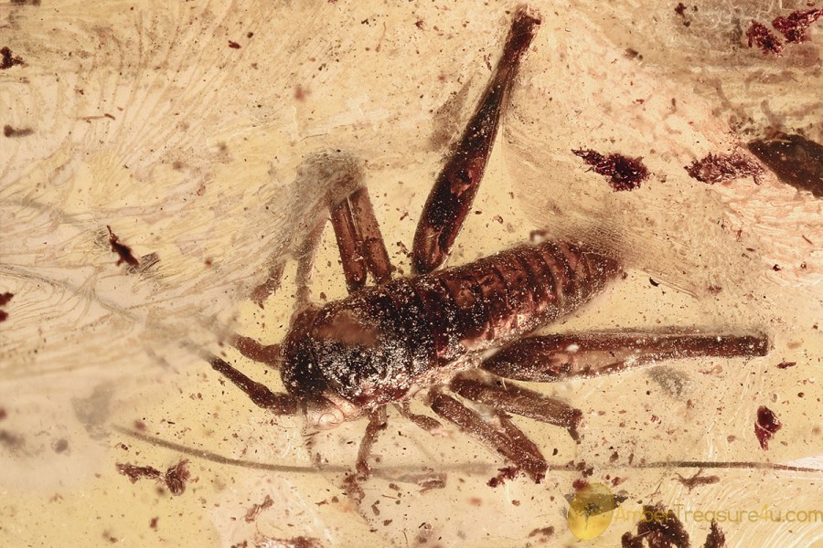 ORTHOPTERA Cricket GRYLLIDAE Fossil Inclusion BALTIC AMBER 8.1g 3280