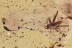 ORTHOPTERA Cricket GRYLLIDAE Fossil Inclusion BALTIC AMBER 8.1g 3280