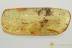 ORTHOPTERA Cricket GRYLLIDAE Fossil Inclusion BALTIC AMBER 8.1g 3280