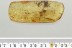 ORTHOPTERA Cricket GRYLLIDAE Fossil Inclusion BALTIC AMBER 8.1g 3280