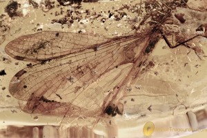 DRAGONFLY Odonata Fossil Inclusion Genuine BALTIC AMBER 9.3g 3285