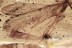 DRAGONFLY Odonata Fossil Inclusion Genuine BALTIC AMBER 9.3g 3285