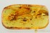 DRAGONFLY Odonata Fossil Inclusion Genuine BALTIC AMBER 9.3g 3285