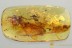 DRAGONFLY Odonata Fossil Inclusion Genuine BALTIC AMBER 9.3g 3285
