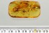 DRAGONFLY Odonata Fossil Inclusion Genuine BALTIC AMBER 9.3g 3285