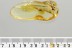 Huge WALKING STICK Phasmatodea Fossil Inclusion BALTIC AMBER 4.1g 3284