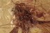 METAMORPHOSIS Just Emerged DUSTYWING Coniopterygidae BALTIC AMBER 3284