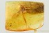 METAMORPHOSIS Just Emerged DUSTYWING Coniopterygidae BALTIC AMBER 3284