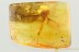 METAMORPHOSIS Just Emerged DUSTYWING Coniopterygidae BALTIC AMBER 3284