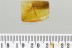 METAMORPHOSIS Just Emerged DUSTYWING Coniopterygidae BALTIC AMBER 3284