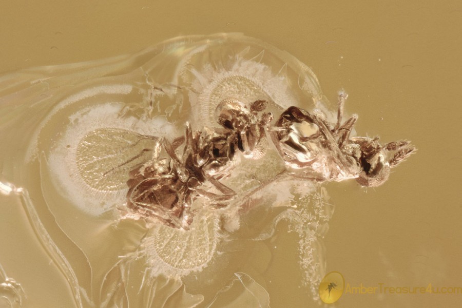 2 Nice Micro WASPS Trichogrammatidae Fossil BALTIC AMBER 3279