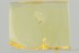 2 Nice Micro WASPS Trichogrammatidae Fossil BALTIC AMBER 3279