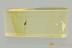 Rare WINGLESS WASP Megaspilidae Lagynodes Fossil BALTIC AMBE 3278
