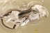 Rare NARROW-WAISTED BARK BEETLE Salpingidae Fossil BALTIC AMBER 3281