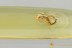 Rare NARROW-WAISTED BARK BEETLE Salpingidae Fossil BALTIC AMBER 3281