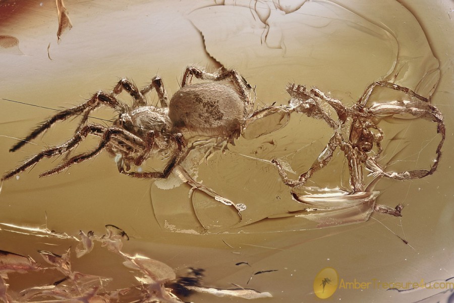 METAMORPHOSIS Araneae SPIDER - EXUVIAE - COBWEB Fossil BALTIC AMBER 3282