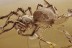 METAMORPHOSIS Araneae SPIDER - EXUVIAE - COBWEB Fossil BALTIC AMBER 3282