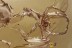 METAMORPHOSIS Araneae SPIDER - EXUVIAE - COBWEB Fossil BALTIC AMBER 3282