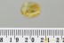 METAMORPHOSIS Araneae SPIDER - EXUVIAE - COBWEB Fossil BALTIC AMBER 3282
