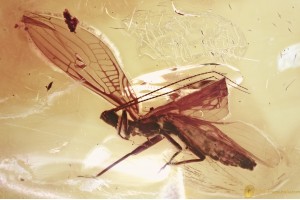 "FLYING" Plecoptera STONEFLY Fossil Inclusion Genuine BALTIC AMBER 3381