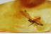 "FLYING" Plecoptera STONEFLY Fossil Inclusion Genuine BALTIC AMBER 3381