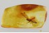 "FLYING" Plecoptera STONEFLY Fossil Inclusion Genuine BALTIC AMBER 3381