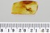 "FLYING" Plecoptera STONEFLY Fossil Inclusion Genuine BALTIC AMBER 3381
