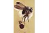 FLOWER LARVAL CASE Lepidoptera & FLY Fossil Genuine BALTIC AMBER 3380