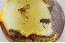 FLOWER LARVAL CASE Lepidoptera & FLY Fossil Genuine BALTIC AMBER 3380