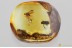 FLOWER LARVAL CASE Lepidoptera & FLY Fossil Genuine BALTIC AMBER 3380