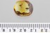 FLOWER LARVAL CASE Lepidoptera & FLY Fossil Genuine BALTIC AMBER 3380