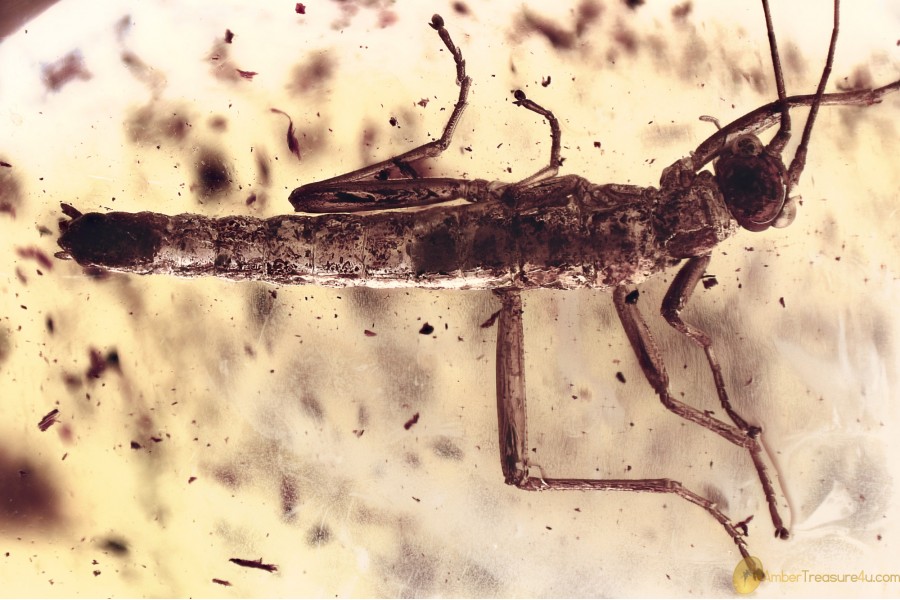Great WALKING STICK INSECT Phasmid PHASMATODEA Fossil BALTIC AMBER 3375