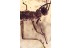 Great WALKING STICK INSECT Phasmid PHASMATODEA Fossil BALTIC AMBER 3375