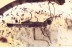 Great WALKING STICK INSECT Phasmid PHASMATODEA Fossil BALTIC AMBER 3375