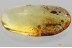 Great WALKING STICK INSECT Phasmid PHASMATODEA Fossil BALTIC AMBER 3375