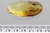 Great WALKING STICK INSECT Phasmid PHASMATODEA Fossil BALTIC AMBER 3375