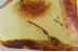 Large 11mm LEAF Rare Plant Fossil Inclusion Genuine BALTIC AMBER 3378