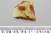 Large 11mm LEAF Rare Plant Fossil Inclusion Genuine BALTIC AMBER 3378