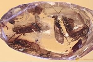 SWARM of 5 CADDISFLIES & Fly BOLBOMYIIDAE Genuine BALTIC AMBER 3377