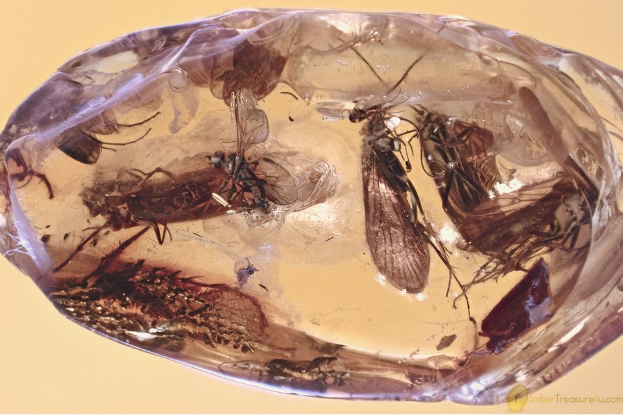 SWARM of 5 CADDISFLIES & Fly BOLBOMYIIDAE Genuine BALTIC AMBER 3377