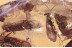 SWARM of 5 CADDISFLIES & Fly BOLBOMYIIDAE Genuine BALTIC AMBER 3377