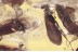 SWARM of 5 CADDISFLIES & Fly BOLBOMYIIDAE Genuine BALTIC AMBER 3377