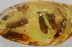 SWARM of 5 CADDISFLIES & Fly BOLBOMYIIDAE Genuine BALTIC AMBER 3377